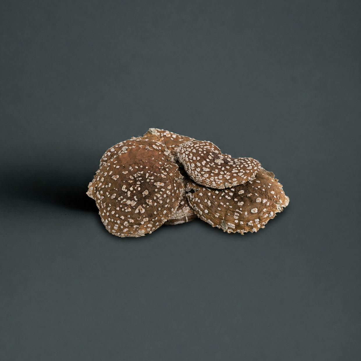 Fliegenpilzhüte (Amanita Pantheria) - Fliegenpilzgeflüster 🍄